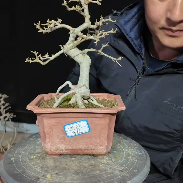 无花朵对节白蜡盆景