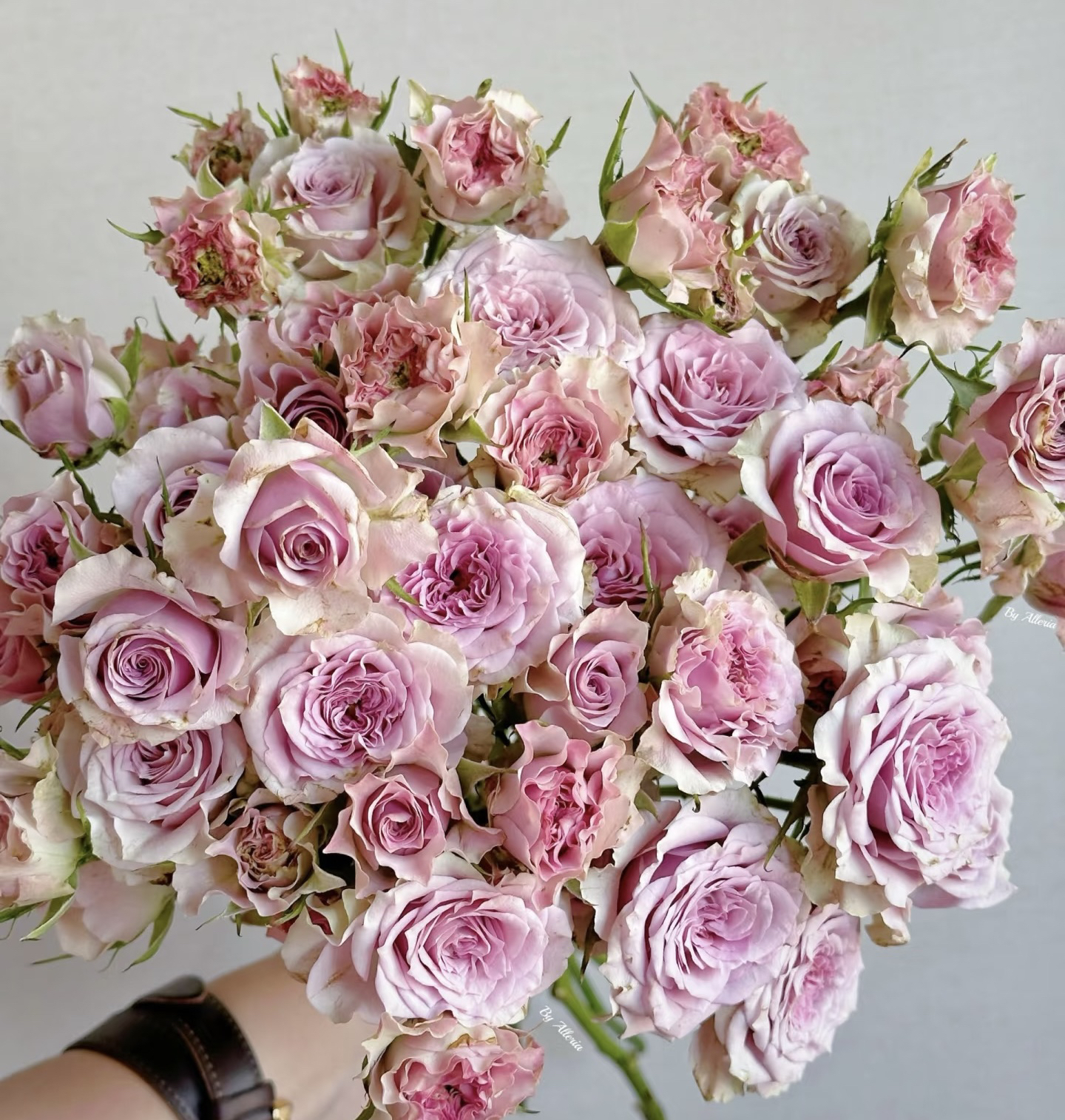 【汽车城音乐】 多头玫瑰   真花 鲜切花  一单顺丰发货