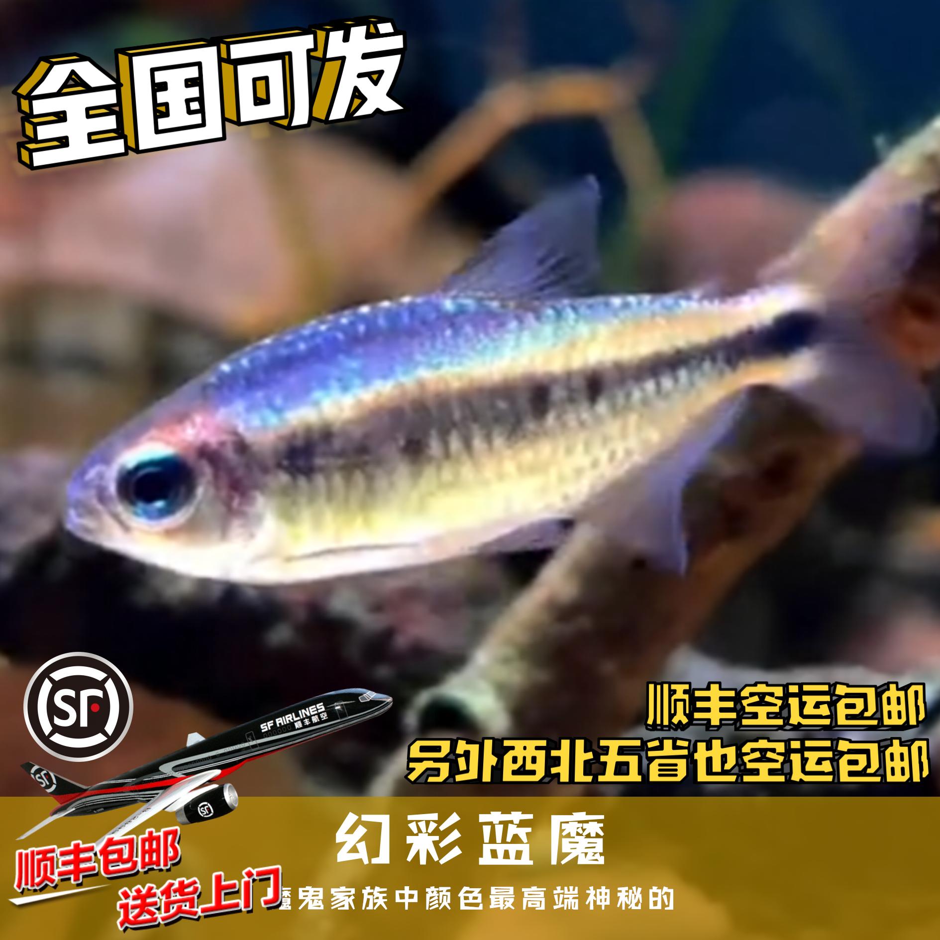 Boo小鱼精选 幻彩蓝魔灯鱼