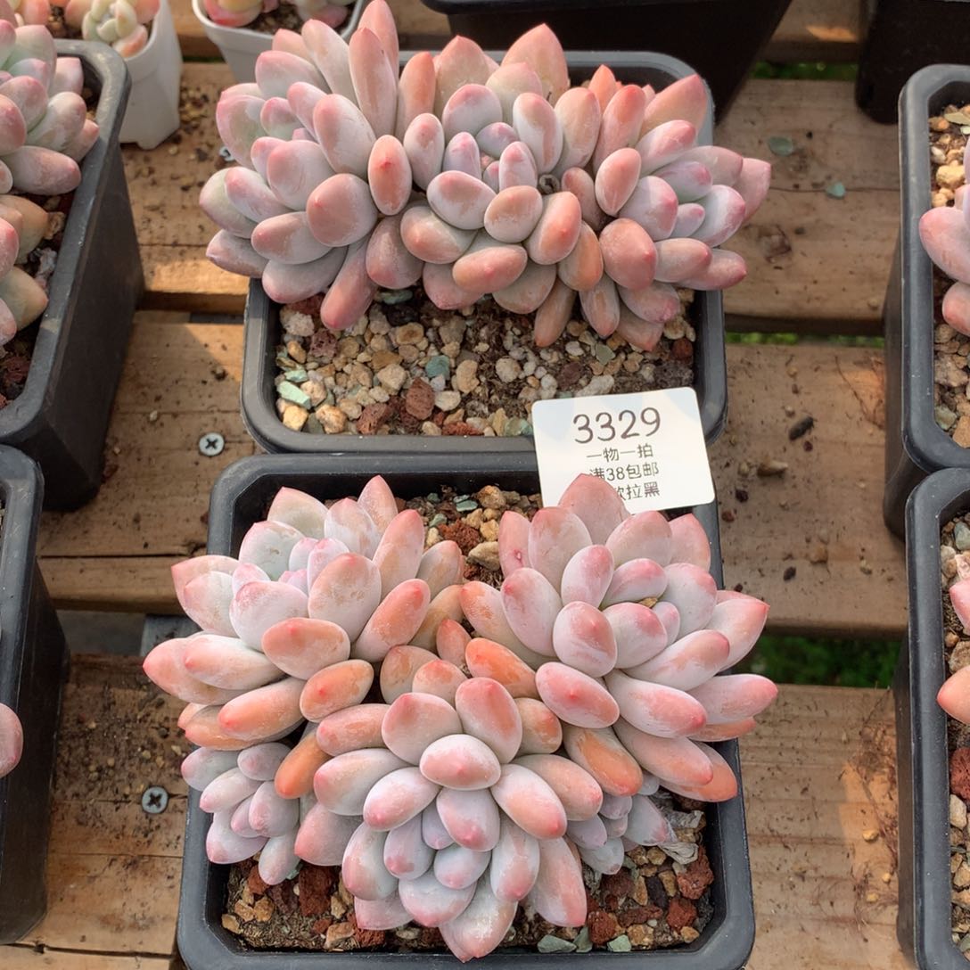 13厘米三头香水两颗3329