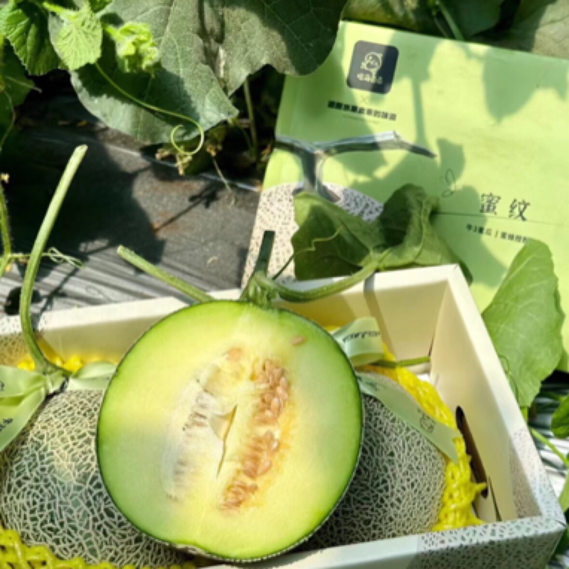 （西施珍品）密纹网纹瓜，一款好好吃的绿肉哈密瓜，极力推荐