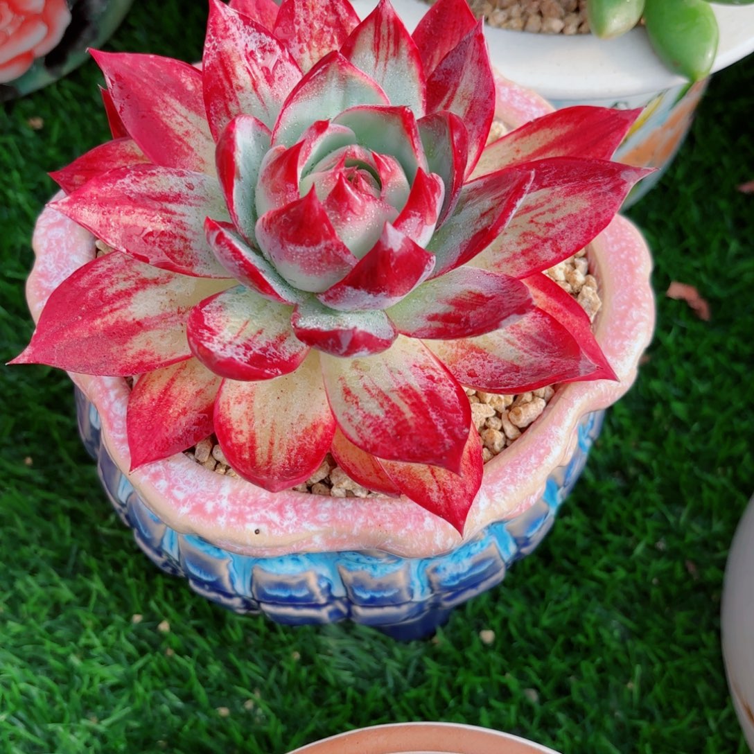 惊鸿仙子一棵12月2日