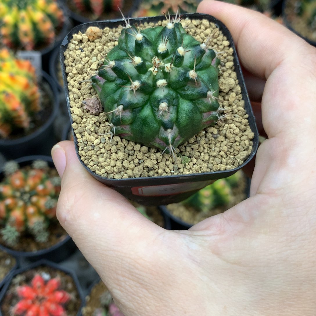 仙人球米哈牡丹锦