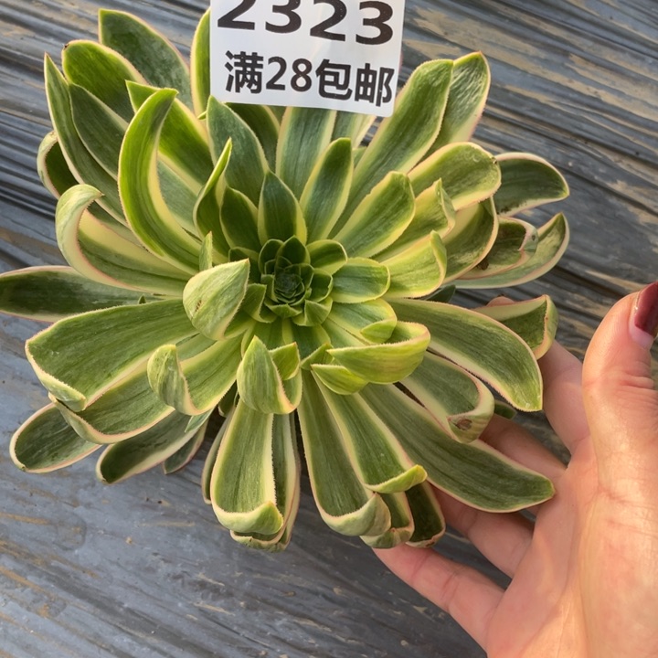 2323一号棚清莲多肉植物D