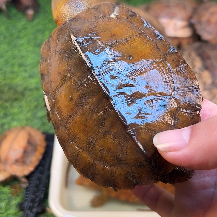 绿毛龟母剧院闭壳龟