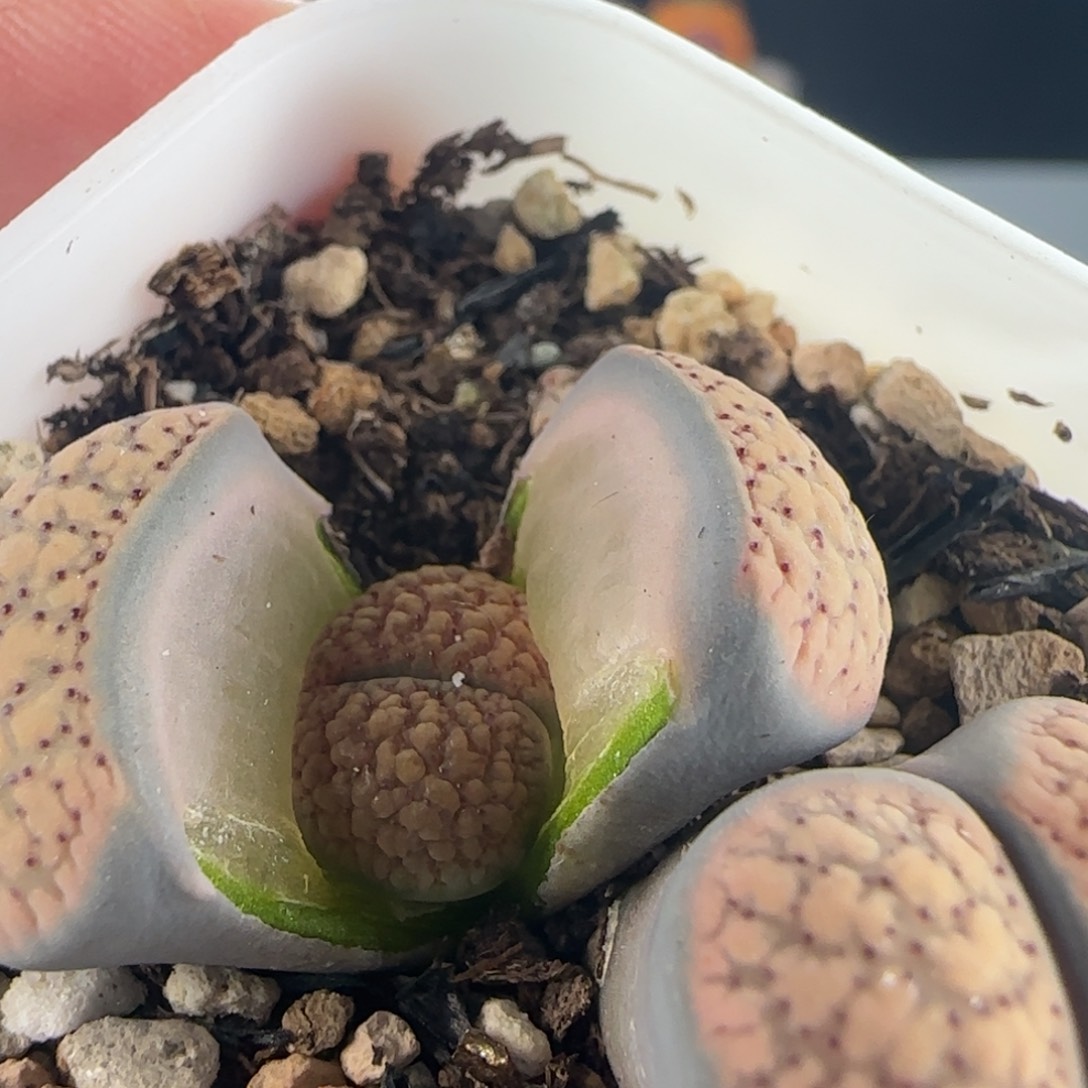 顺***2026/德州玫瑰///