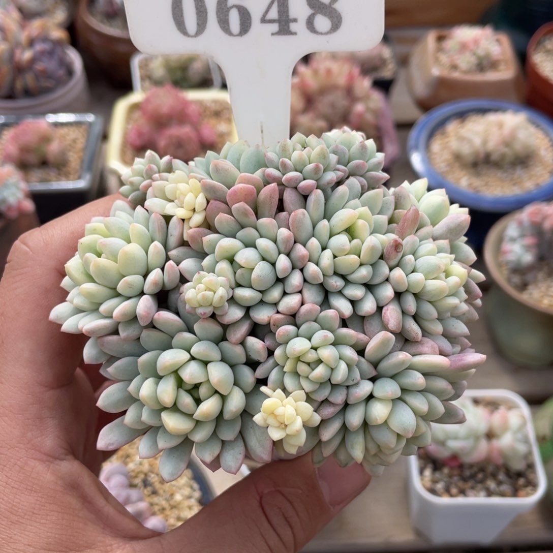 0648小红蛋锦不带盆11厘米