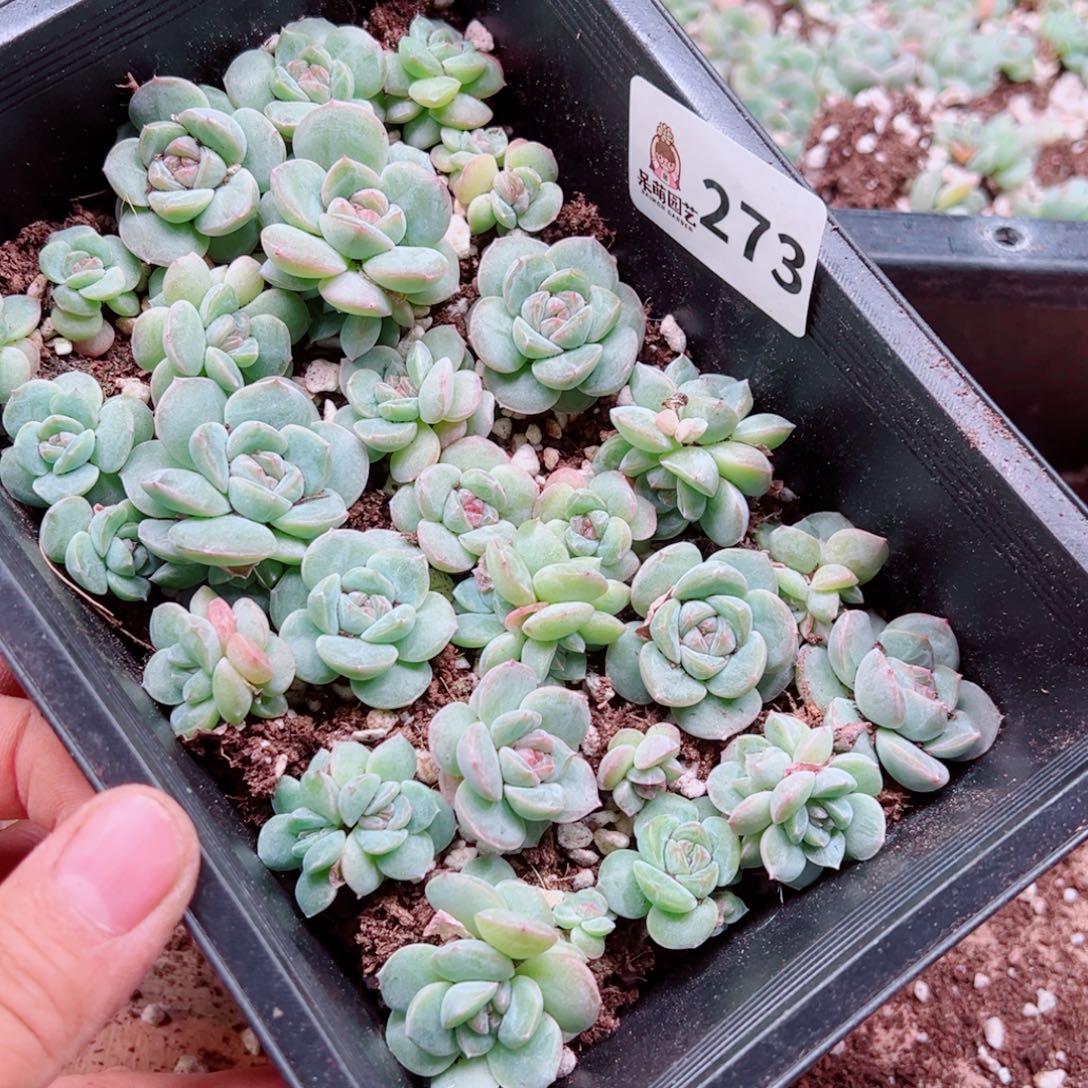 浅***浅多肉植物多肉植物