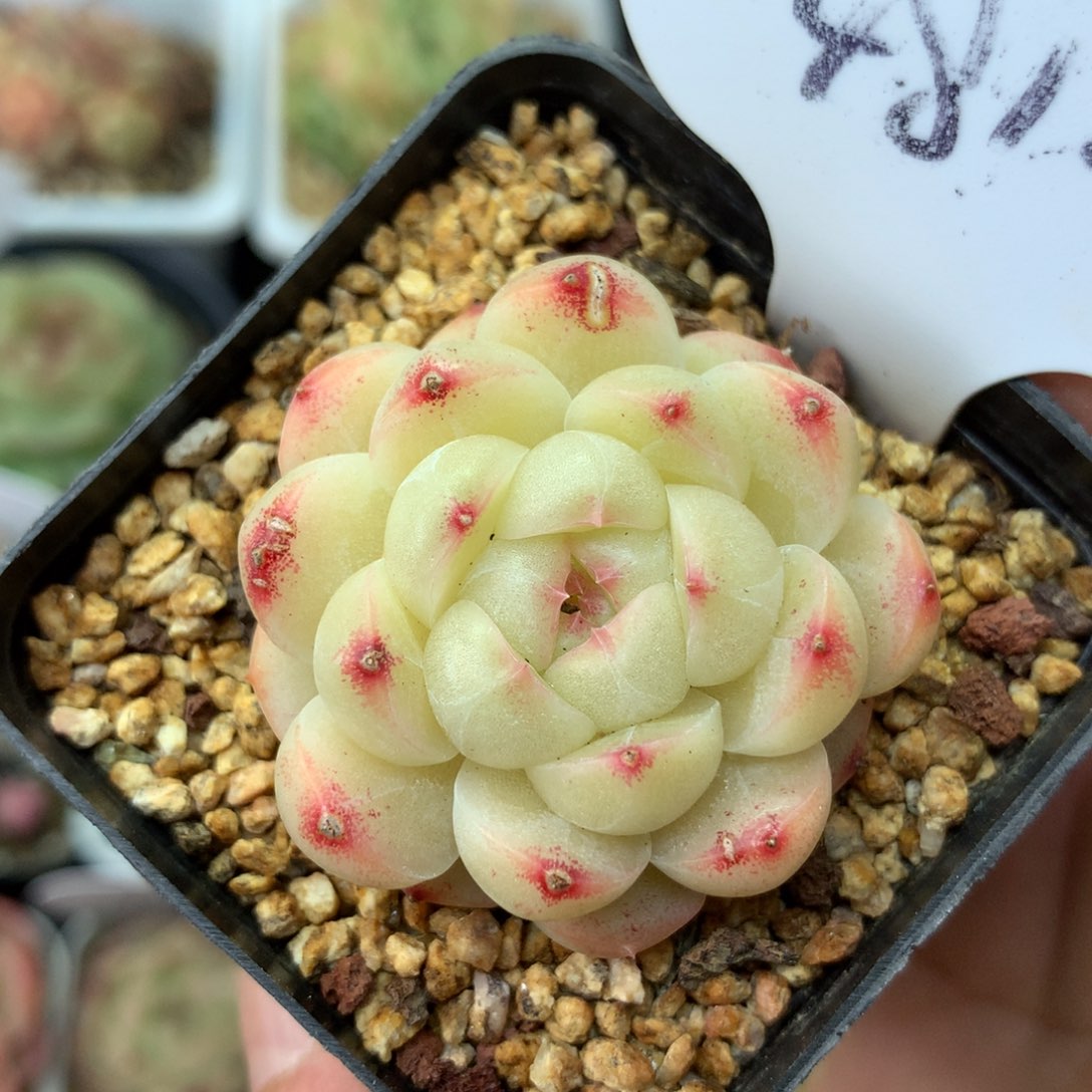 油透圆秃珍妮单头4812