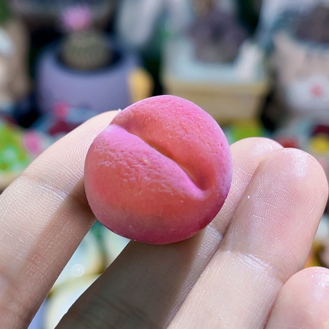 09粉色毛汉尼2.4cm连盆带土包邮