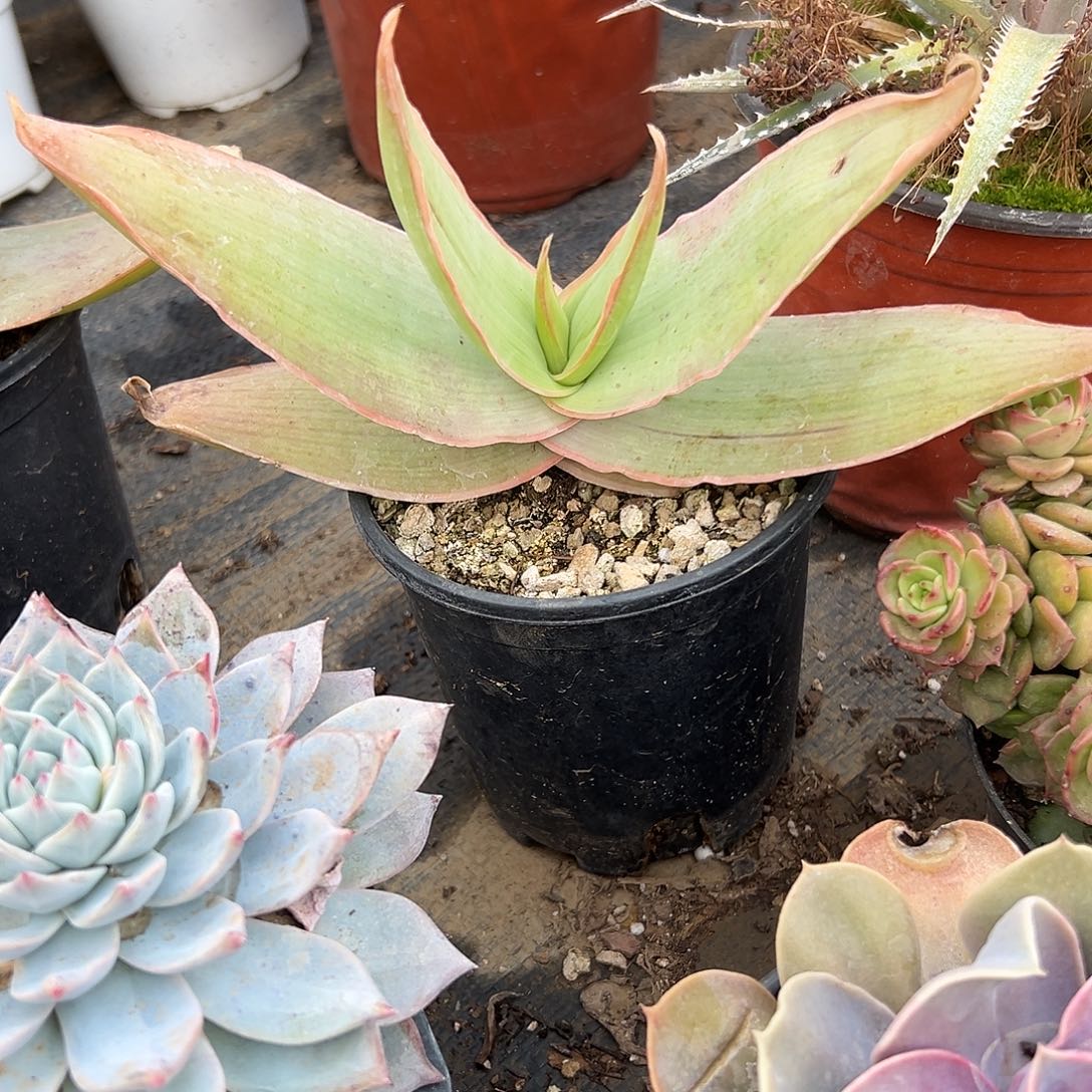 多肉植物银芳锦单头