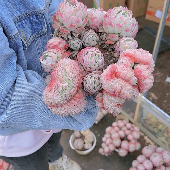 要去吃早餐吗哈嘛