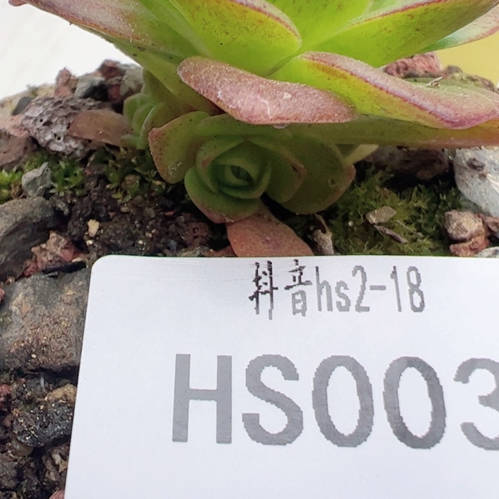 花生 若初x潘x各种 双面腺体 侧芽 003 多肉