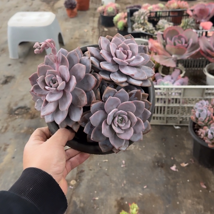 红茶大盆三头起老桩