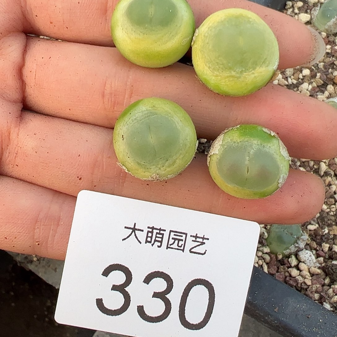 c***e一物一拍4颗大拉登。    330