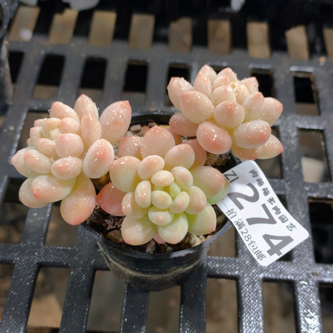 肉萌萌拇指盆精控多肉ZI274