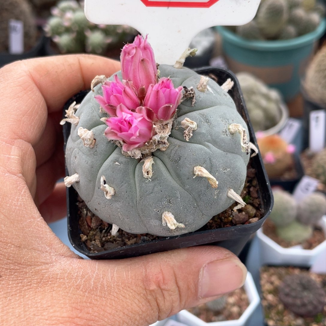 大**水2往事多肉园仙人球