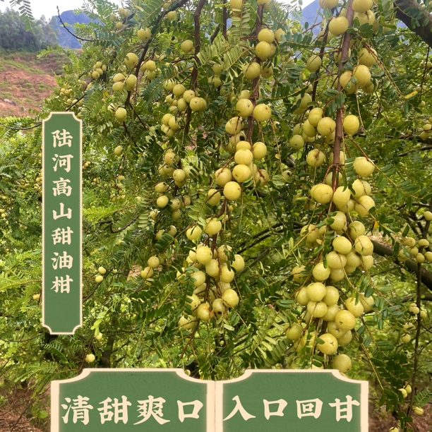 （中大果）潮汕新鲜丙甜油甘果入口回甘榨汁的孕妇水果可生吃榨汁