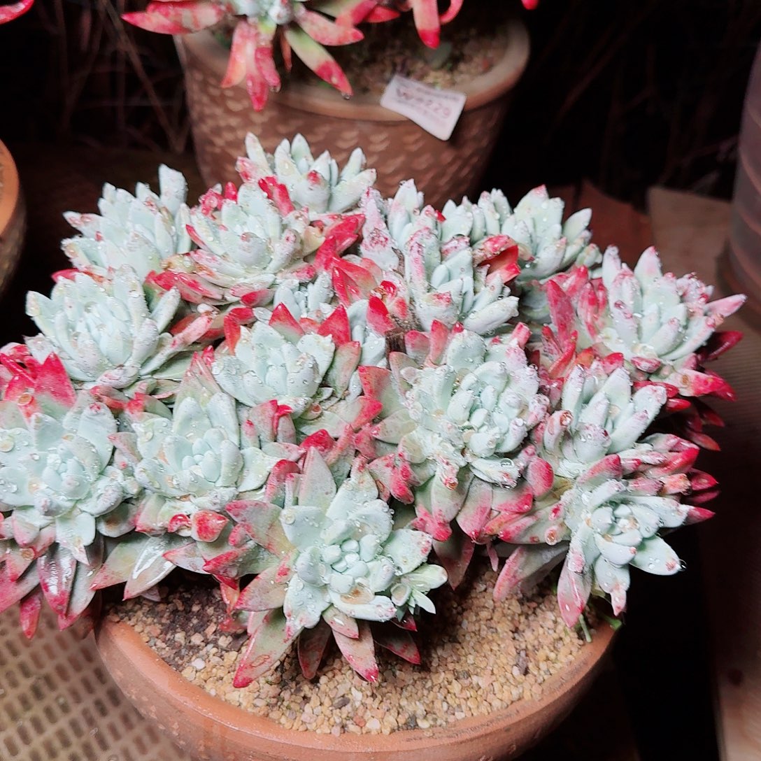 9581墨西哥杂交多肉