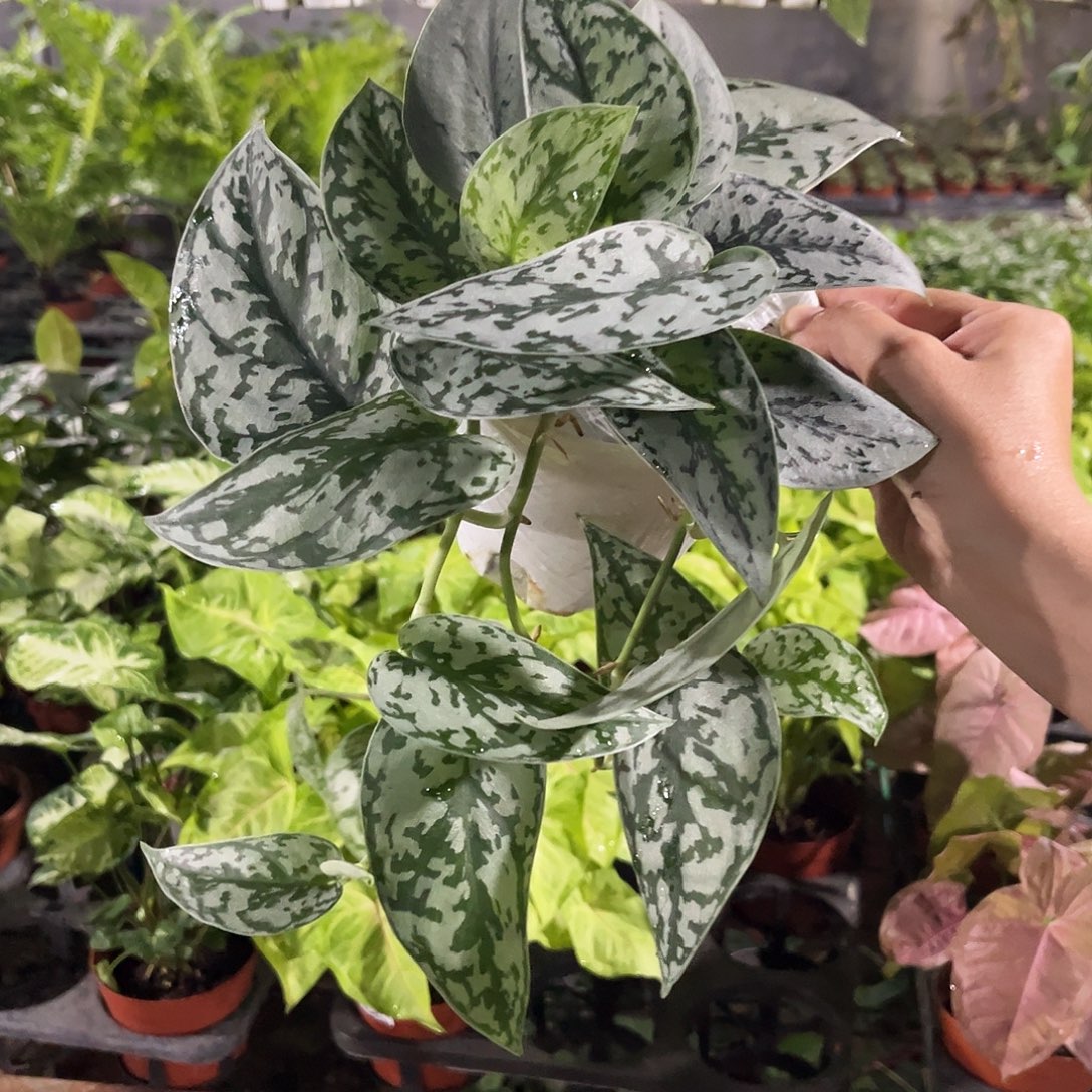 完全开放568 银夫人