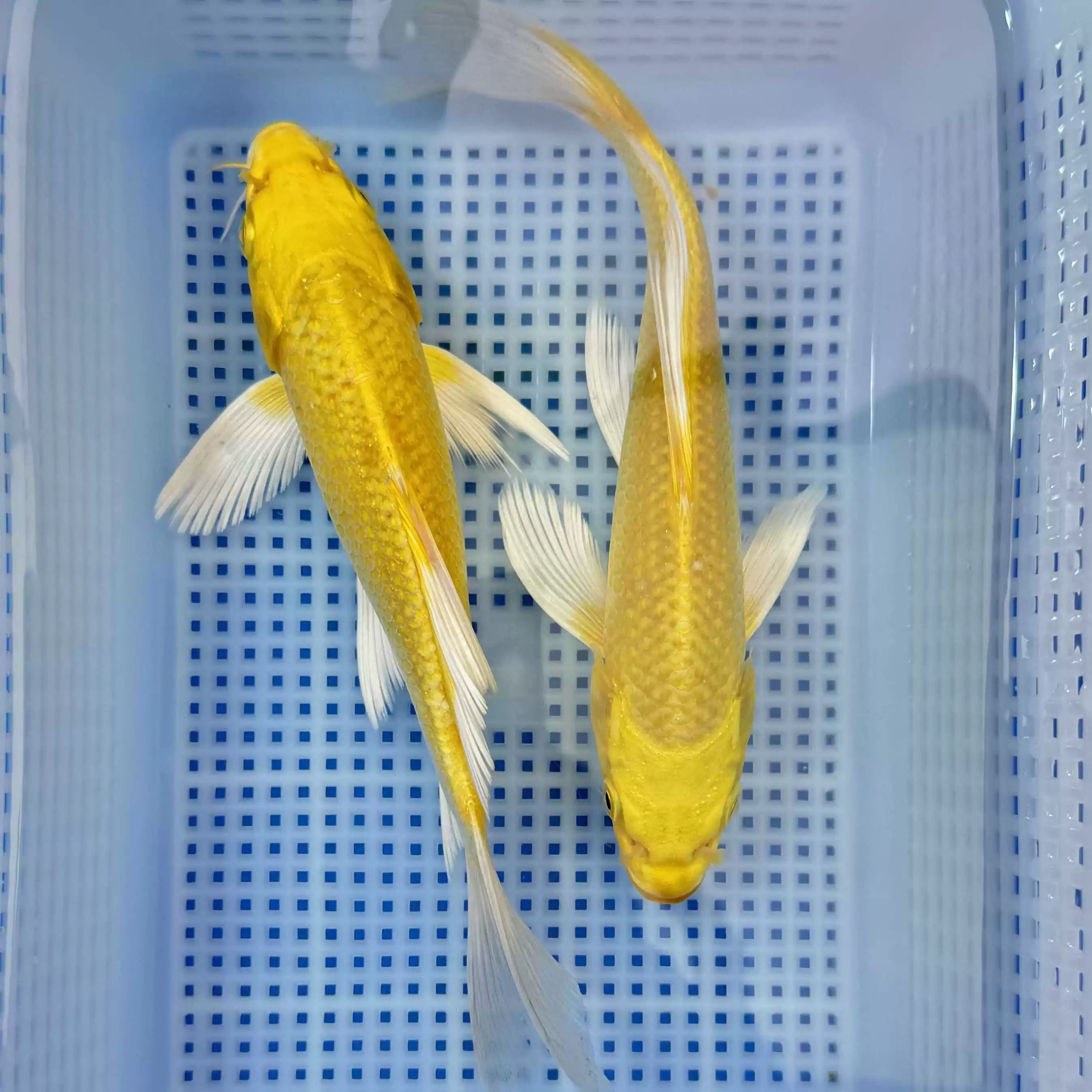 【锦鲤】黄金锦鲤冷水鱼淡水鱼观赏鱼