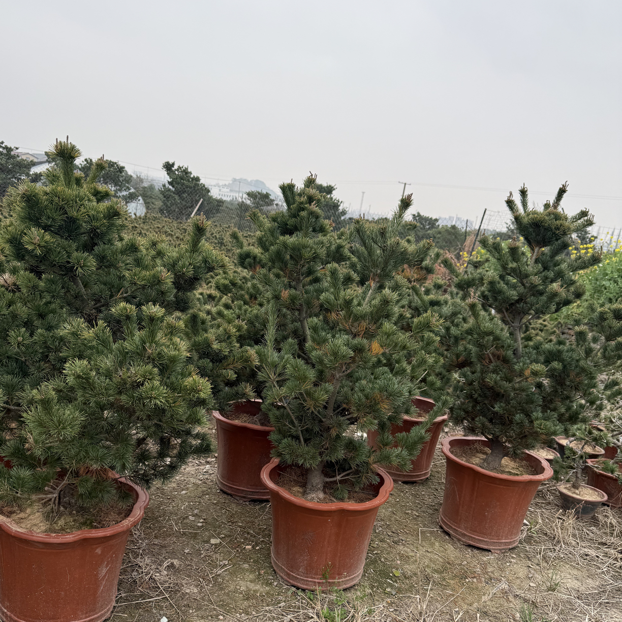 五针松 造型五针松 毛胚五针松 五针松小苗