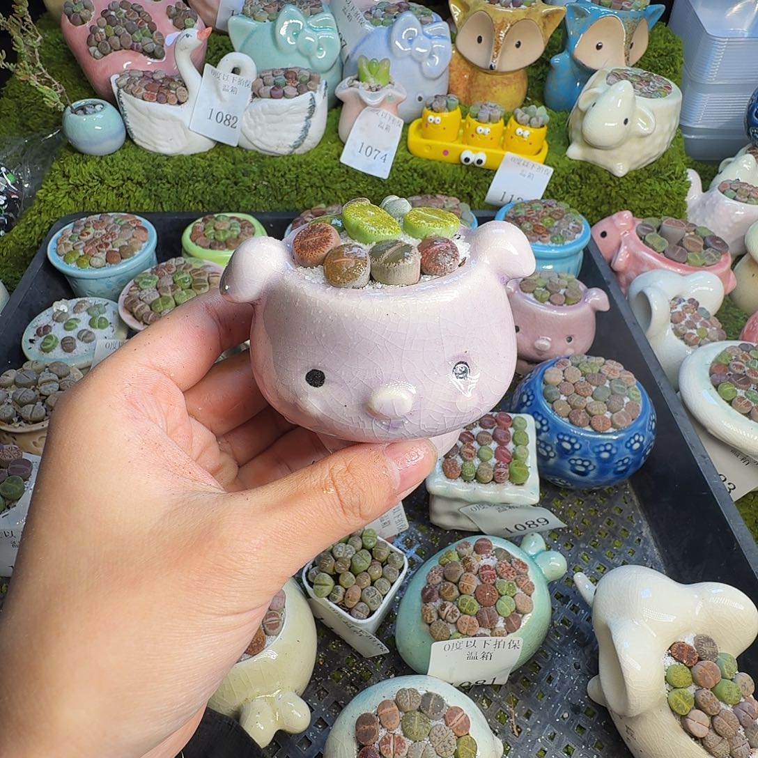 多肉葡萄的味道真的1161