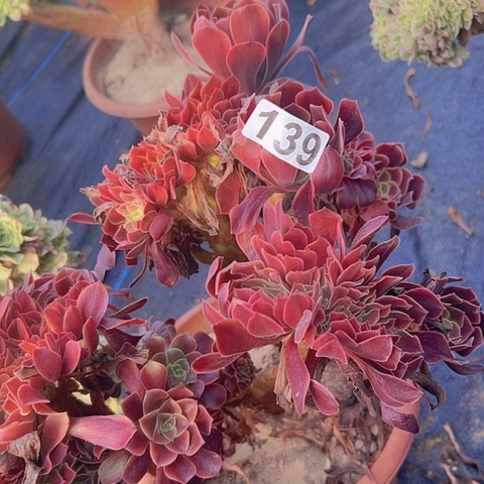芳****多肉植物一个欧嘉莉追