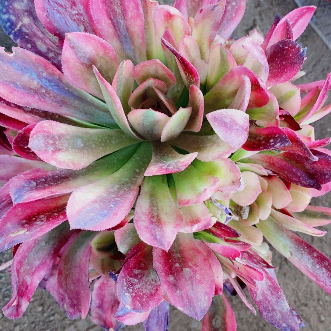 不知火舞开播福利