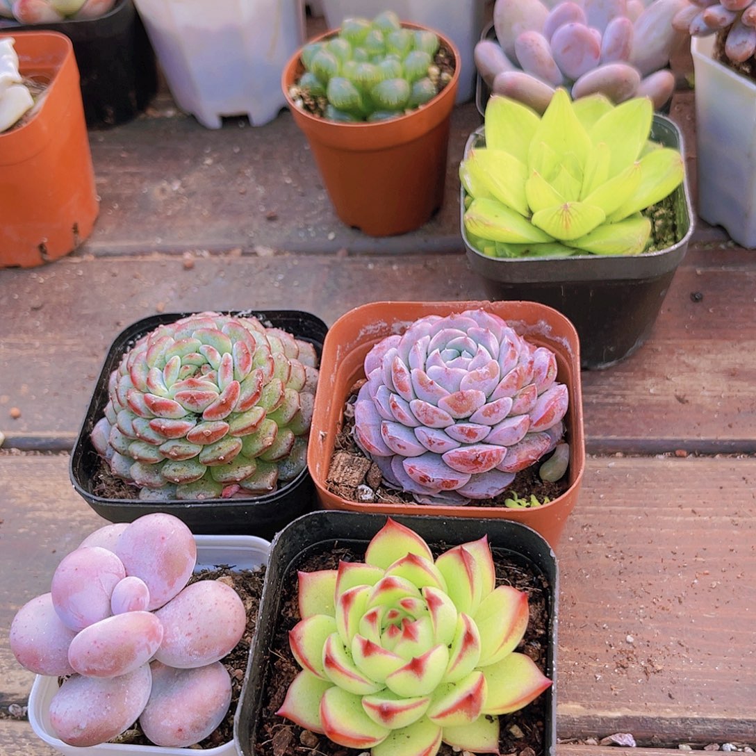 白胖子➕恩宠➕原始奶酪➕月亮石