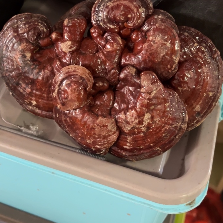 紫砂茶壶风*泰山赤灵芝