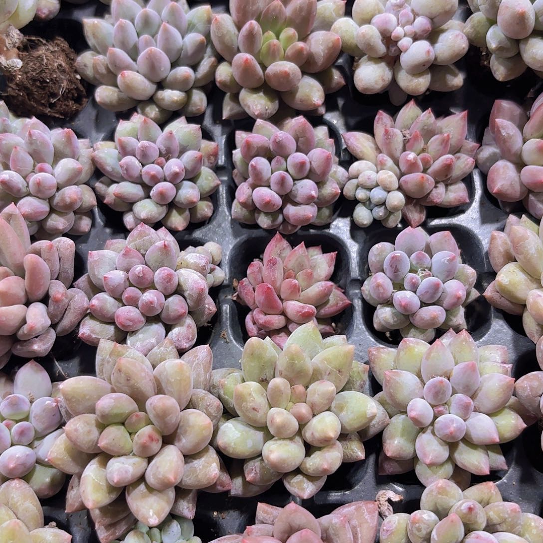 小穴苗所罗门2米2颗