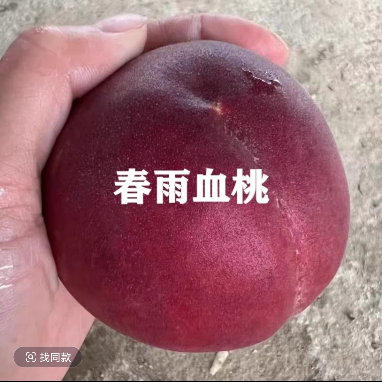 红肉血桃树桃苗嫁接春雨一号血桃树果苗盆地栽北南方耐寒庭院种植
