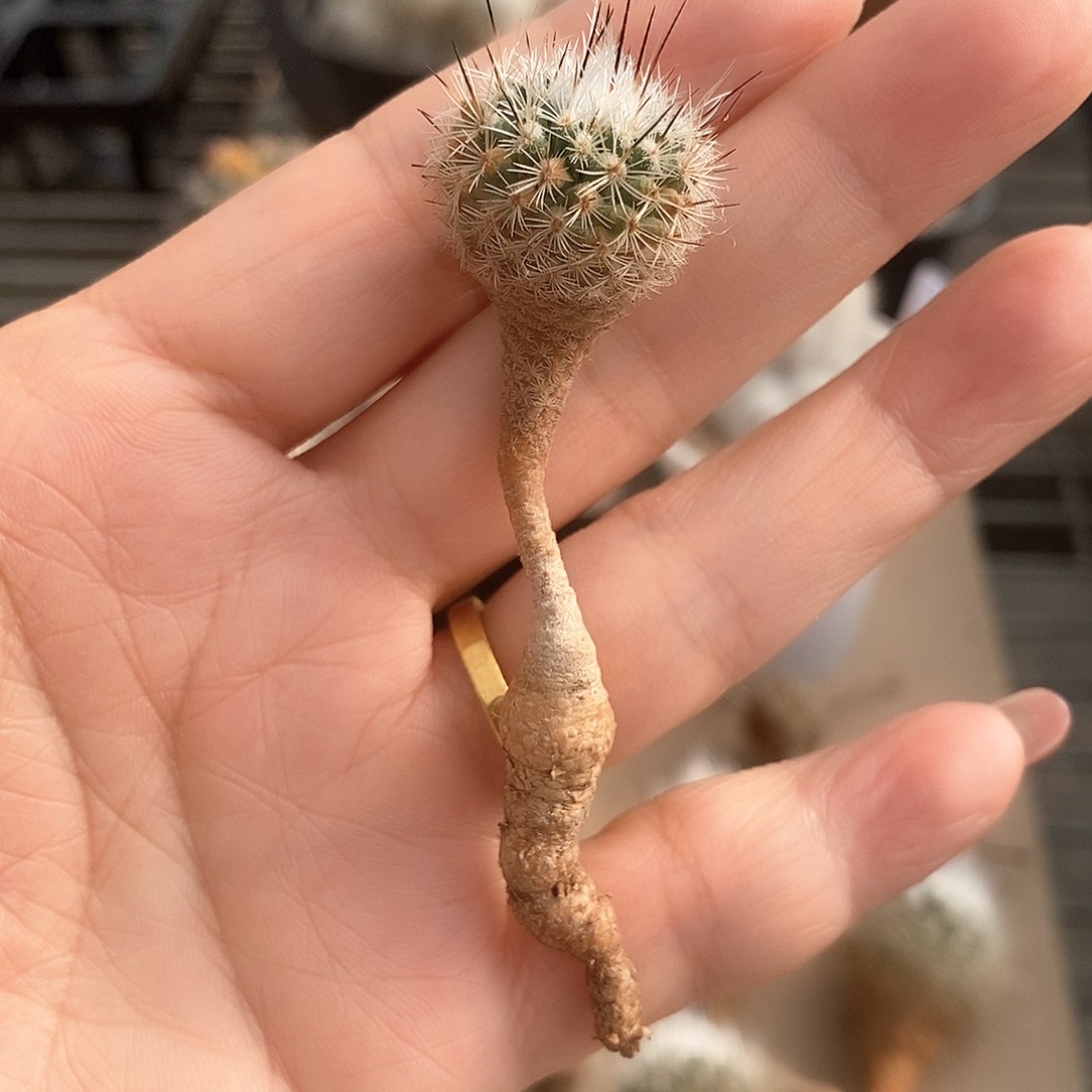 美珍玉实生仙人球