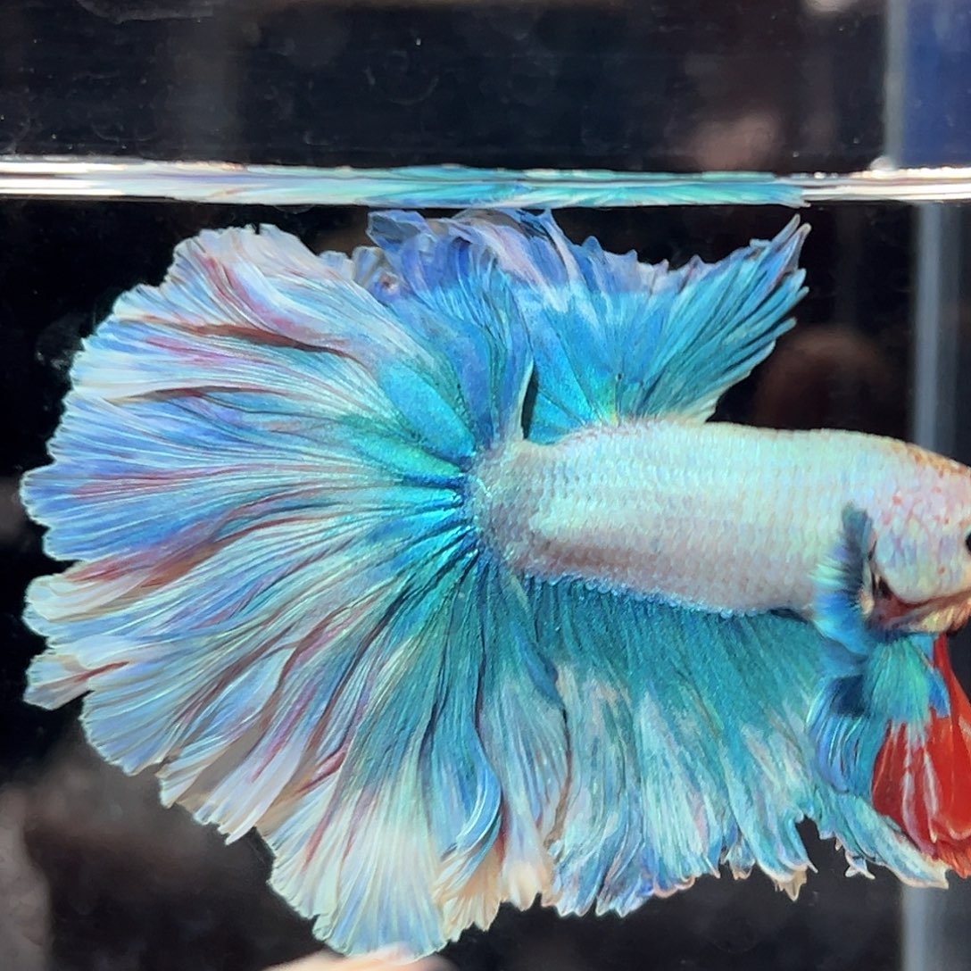 斗鱼7号莫奈色泰迪卷大尾巴