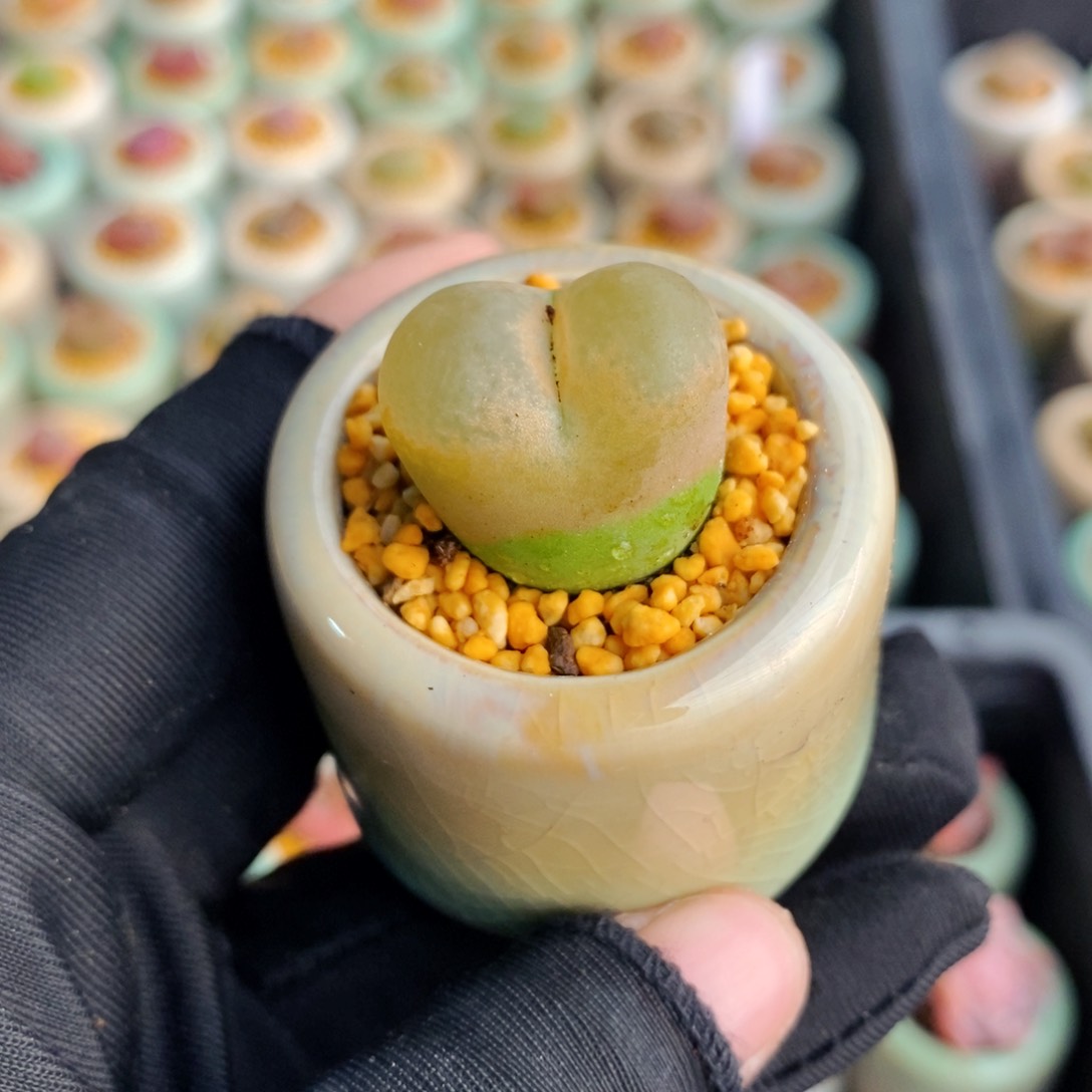 3108-一物一拍 带盆