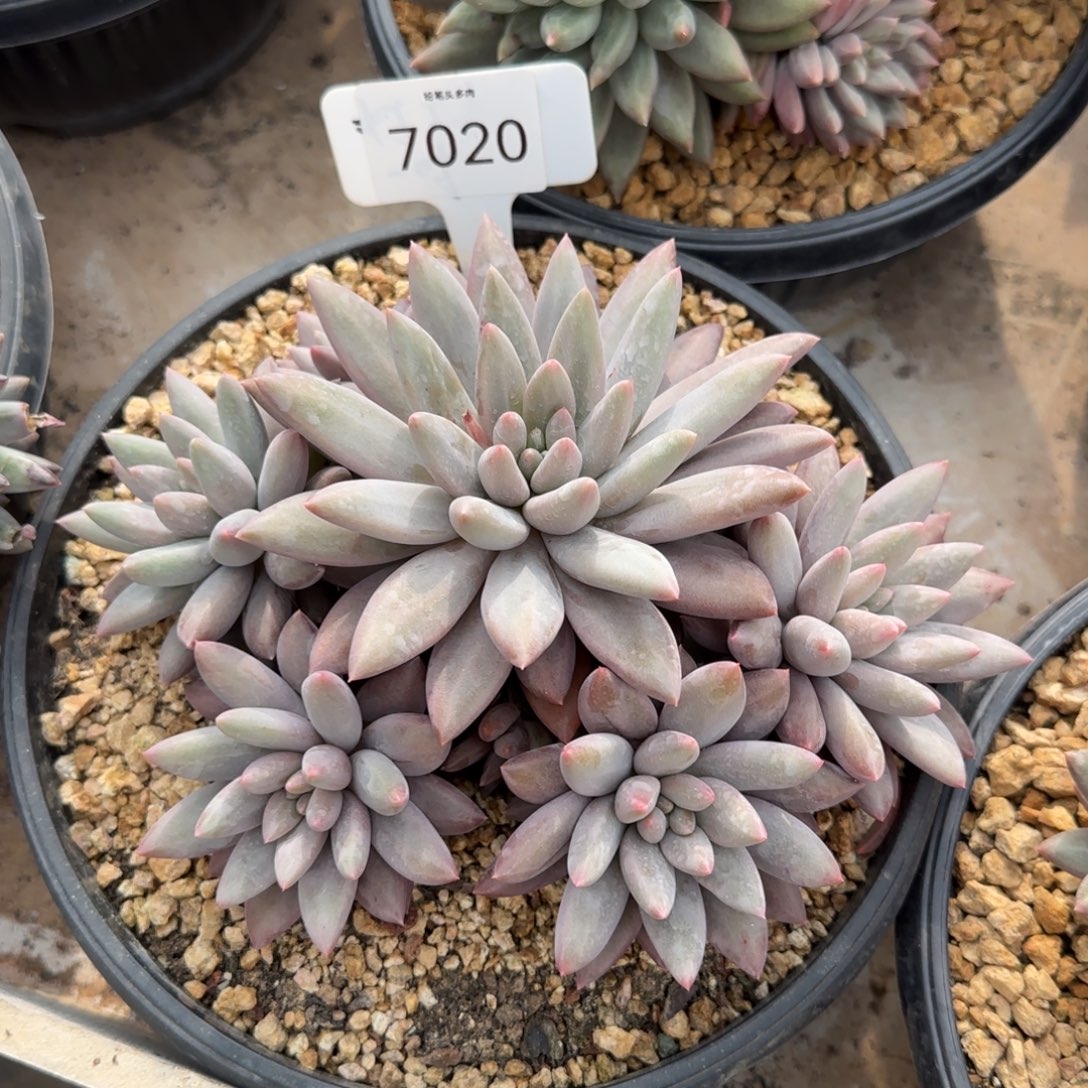 7020。     红蜻蜓群福利