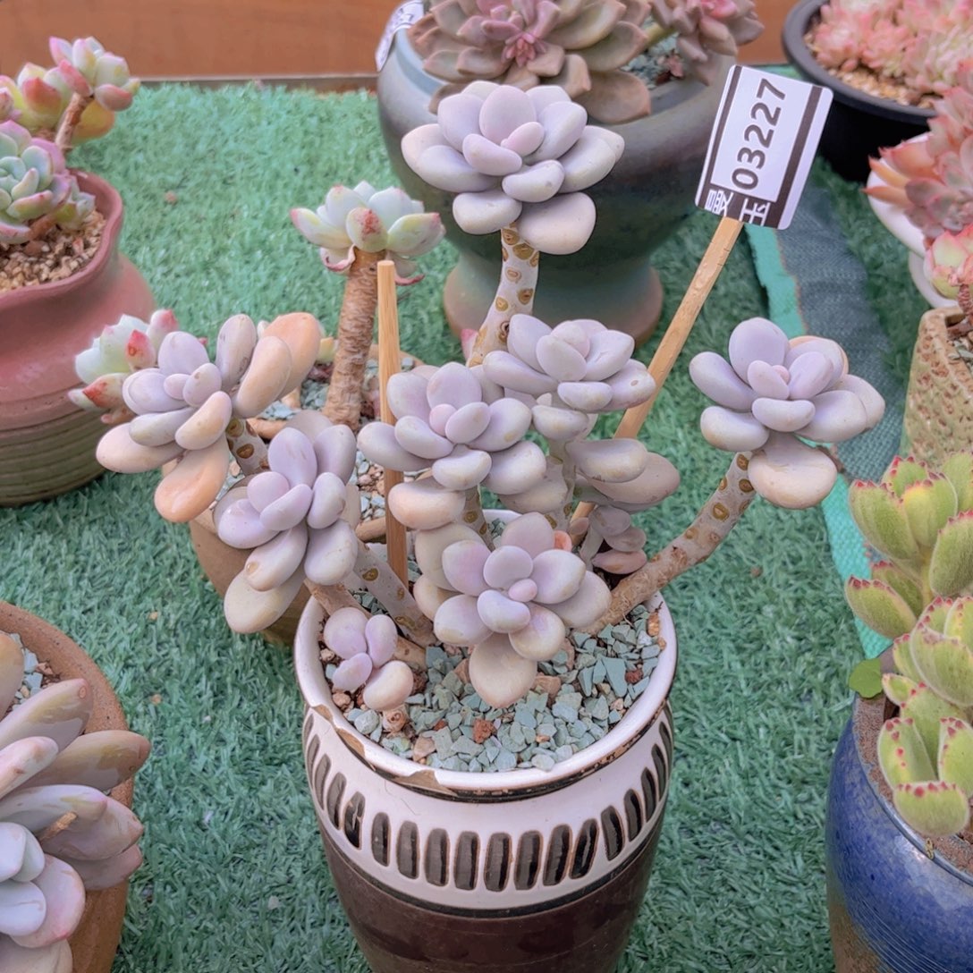 桃蛋多肉植物03227