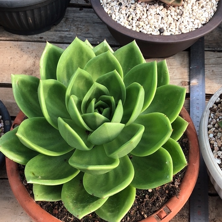 一物一拍多肉植物