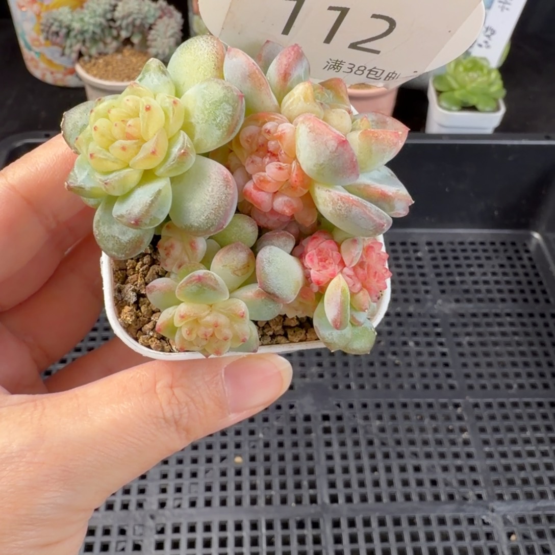 甜心12头群生一颗112号