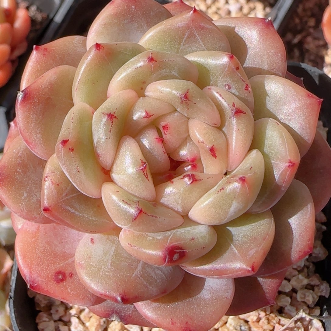 花语多肉1204-241