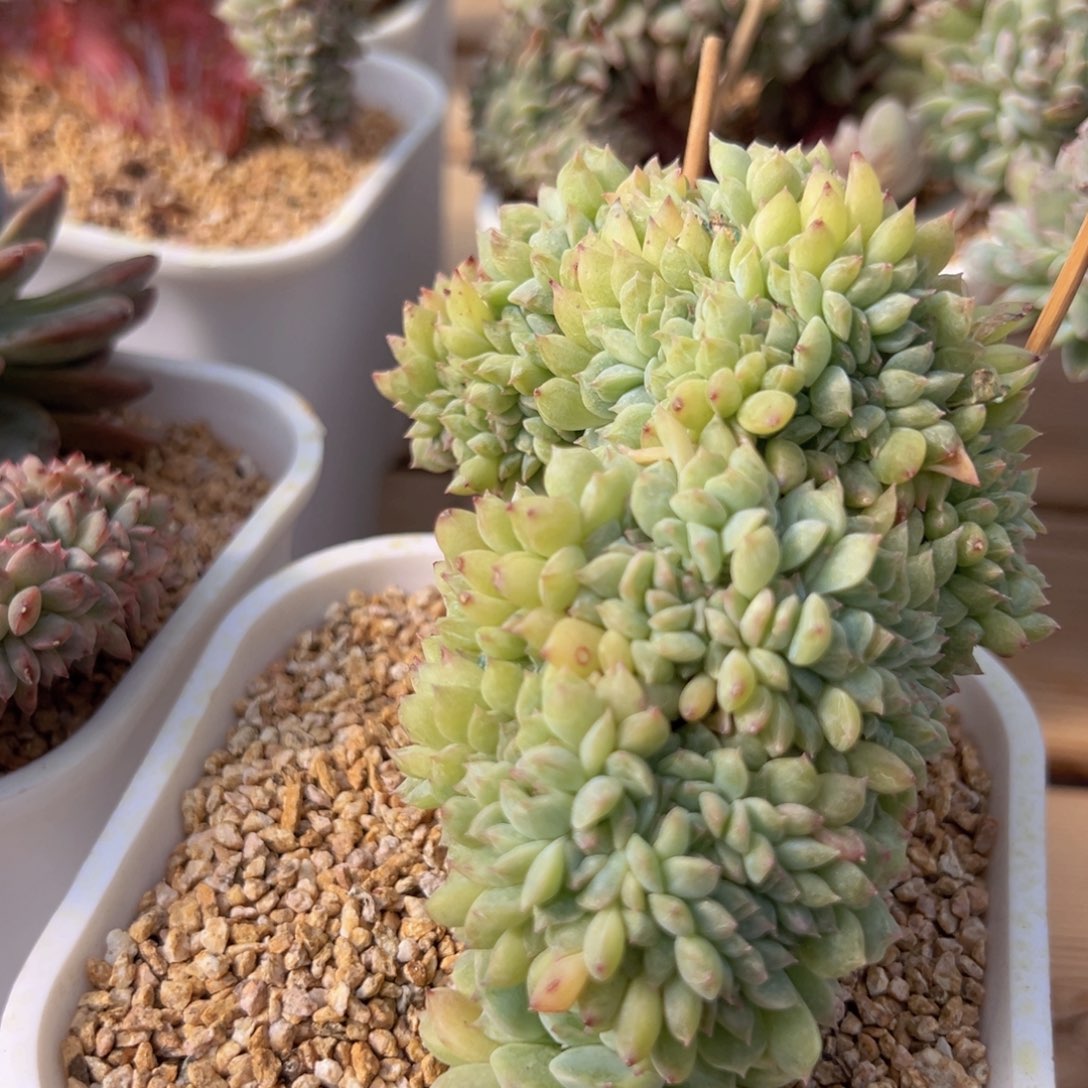 一**石新年快乐啊宝宝们888888888