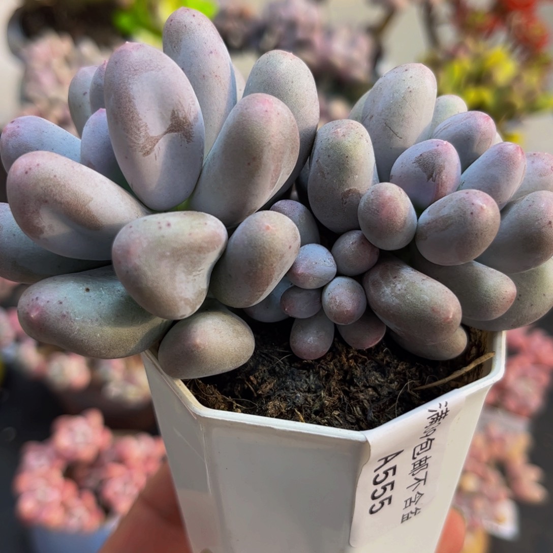 555/8cm米可奶多肉植物