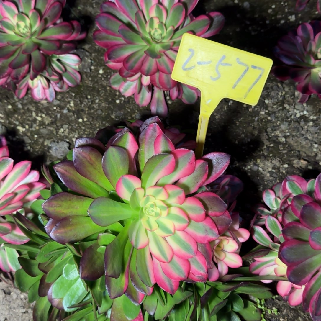 2-577+++多头多肉植物