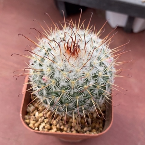 曲刺白球4仙人球