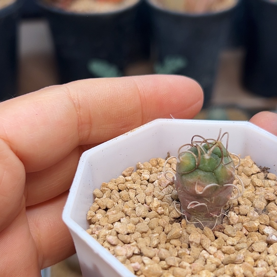 娇丽锦实生球一颗一颗