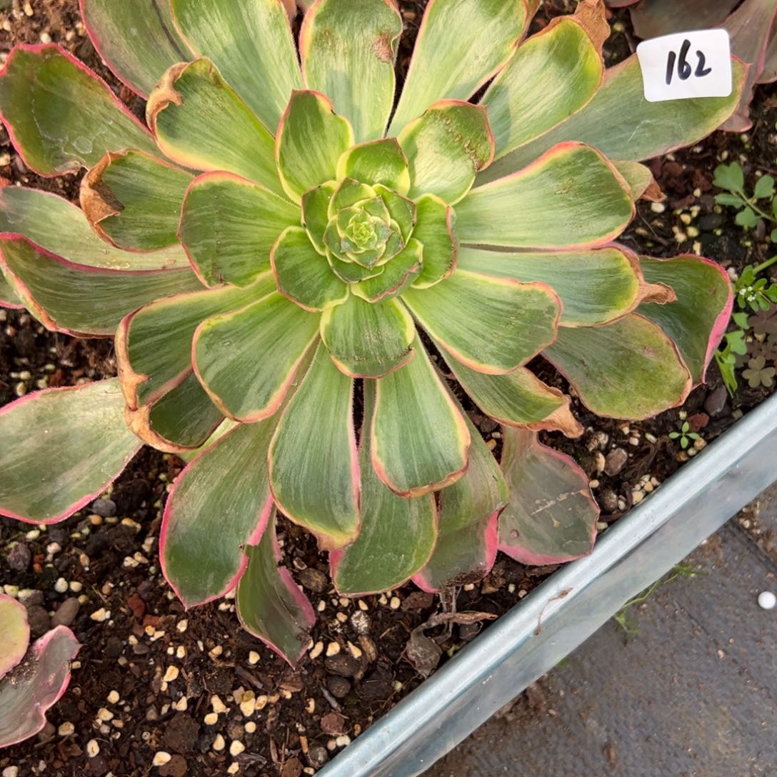 162恶魔之眼多肉多肉多肉