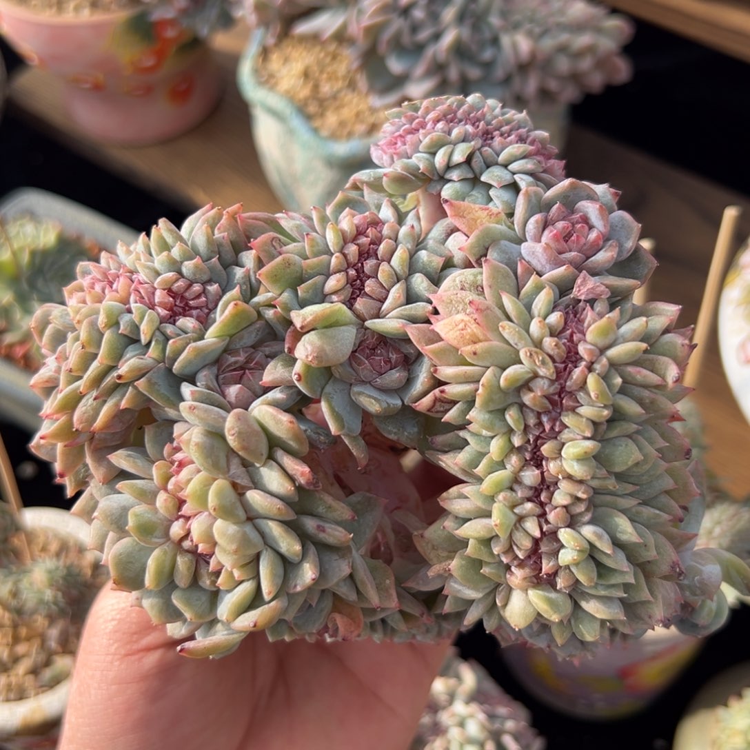 新年快乐 新年快乐