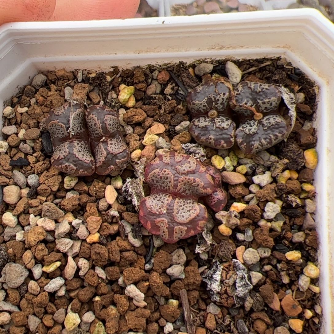 0677号超碟一盒 多肉植物