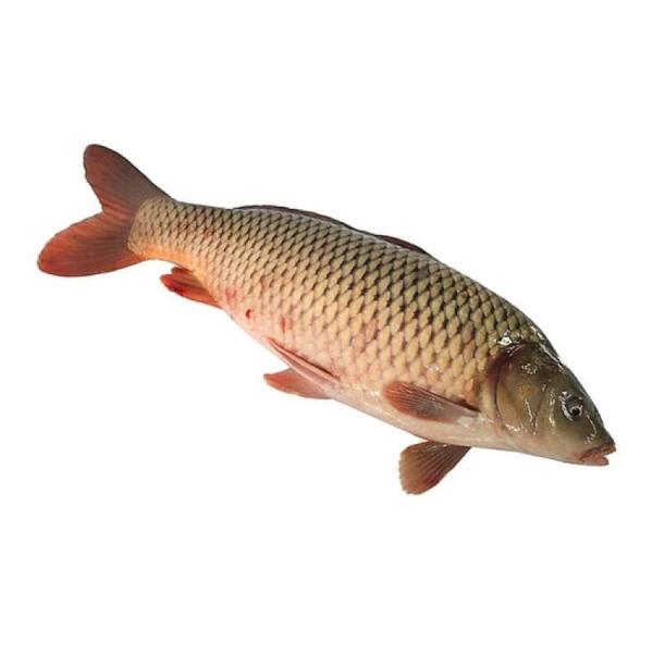 【现杀】鲜活鲤鱼1000g±50g/条